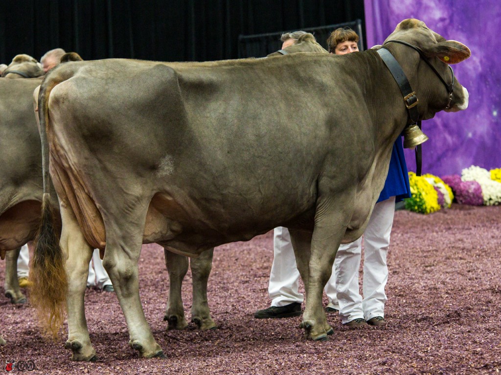 The living legend, OLD MILL E SNICKERDOODLE OCS EX-4E-94-USA
